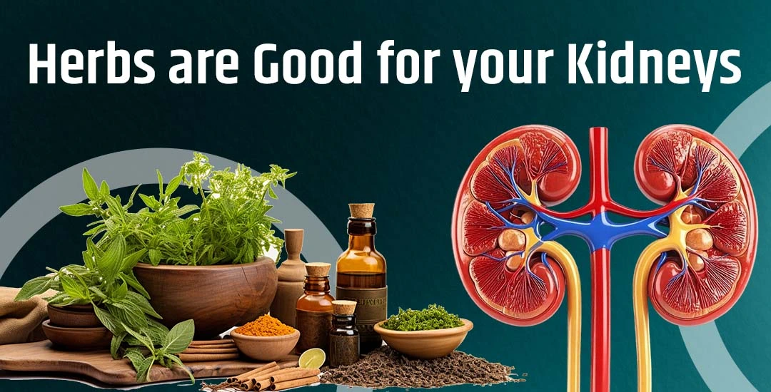 What Herbs are Good for Your Kidneys?
